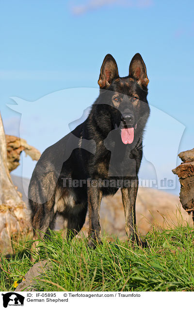 German Shepherd / IF-05895