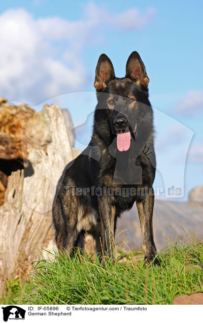 German Shepherd / IF-05896