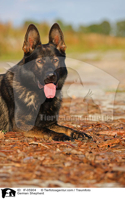 German Shepherd / IF-05904