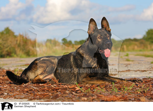German Shepherd / IF-05905