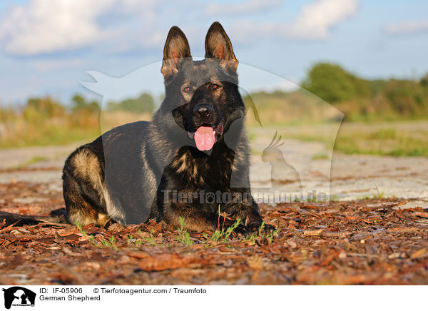 German Shepherd / IF-05906