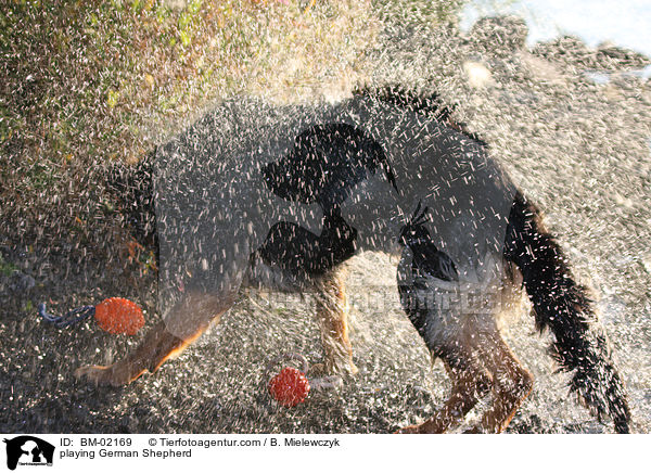 playing German Shepherd / BM-02169