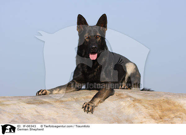 German Shepherd / IF-06343