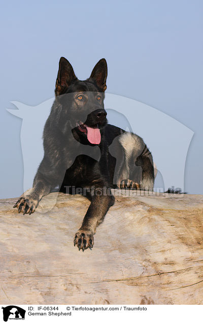 German Shepherd / IF-06344