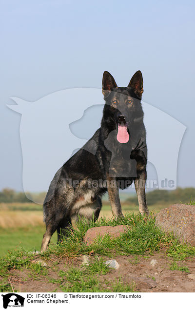 German Shepherd / IF-06346