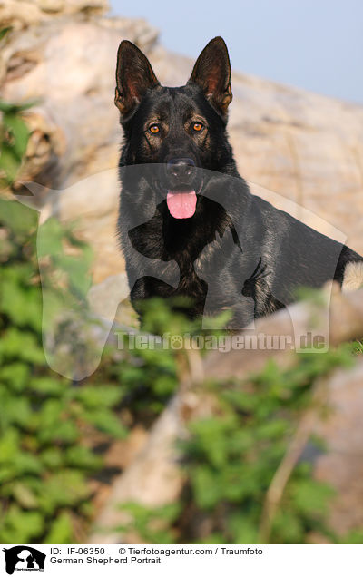 German Shepherd Portrait / IF-06350
