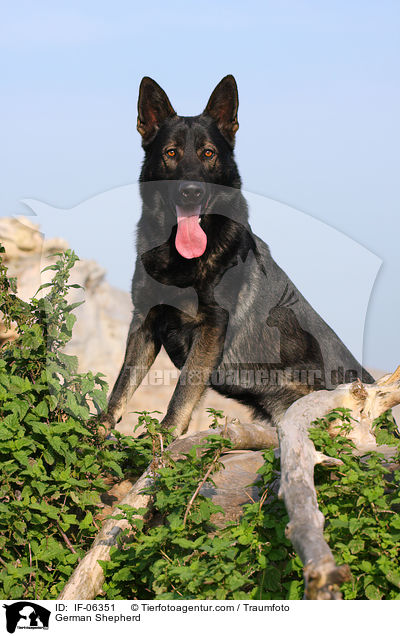 German Shepherd / IF-06351