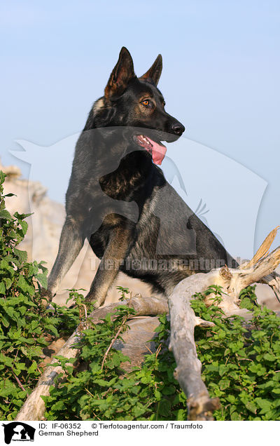 German Shepherd / IF-06352