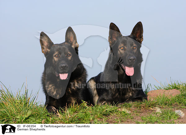 German Shepherds / IF-06354