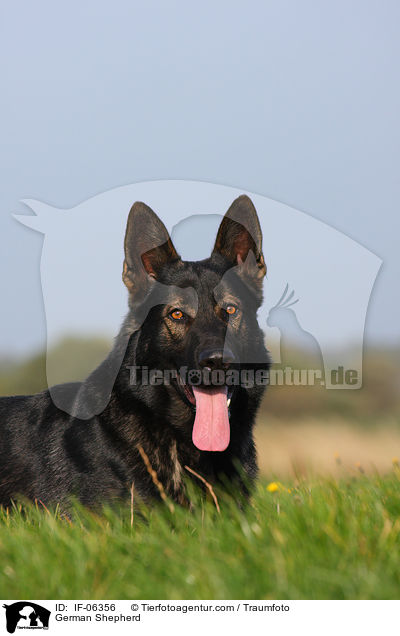 German Shepherd / IF-06356