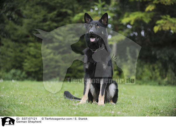 German Shepherd / SST-07121