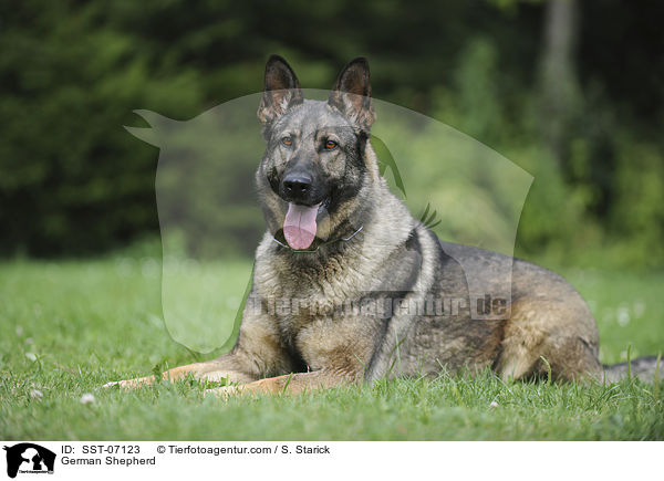 German Shepherd / SST-07123