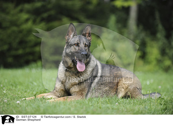 German Shepherd / SST-07124