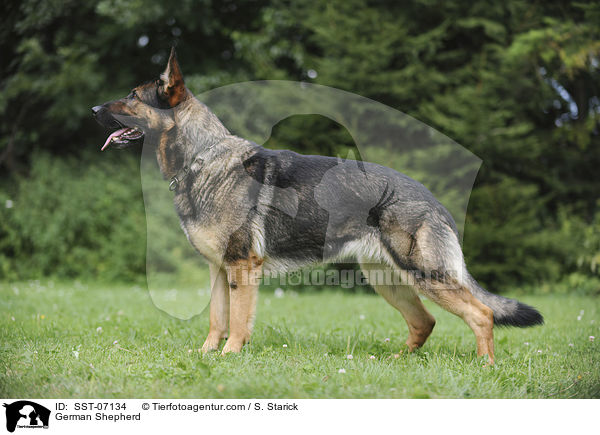 German Shepherd / SST-07134