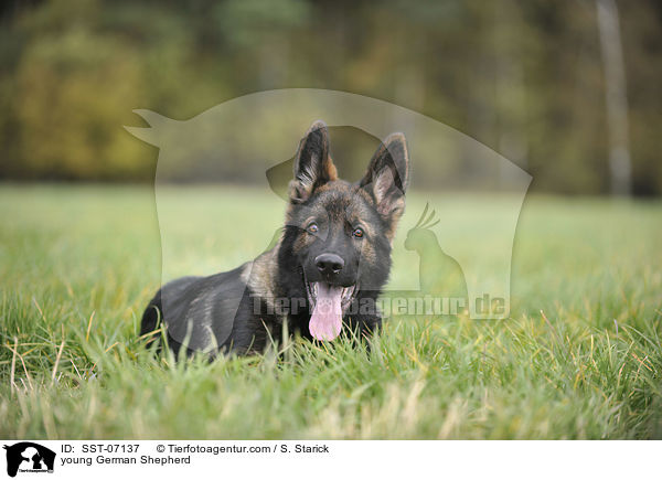 young German Shepherd / SST-07137