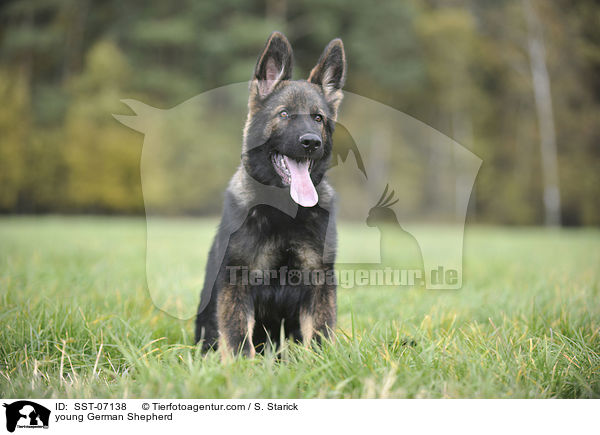 young German Shepherd / SST-07138
