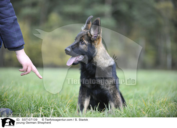 young German Shepherd / SST-07139