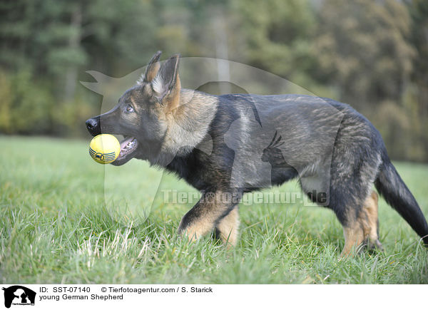 young German Shepherd / SST-07140