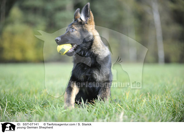 young German Shepherd / SST-07141