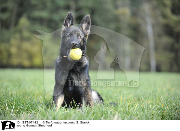 young German Shepherd / SST-07142