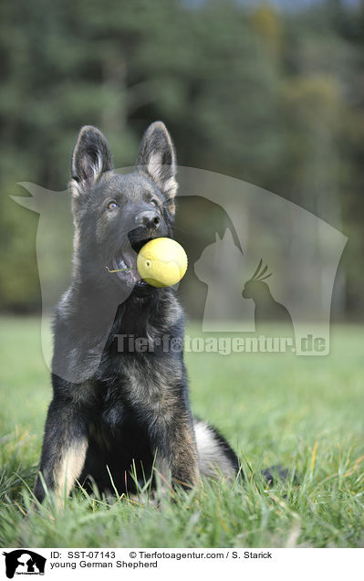 young German Shepherd / SST-07143
