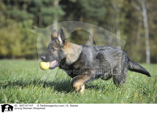 young German Shepherd / SST-07147