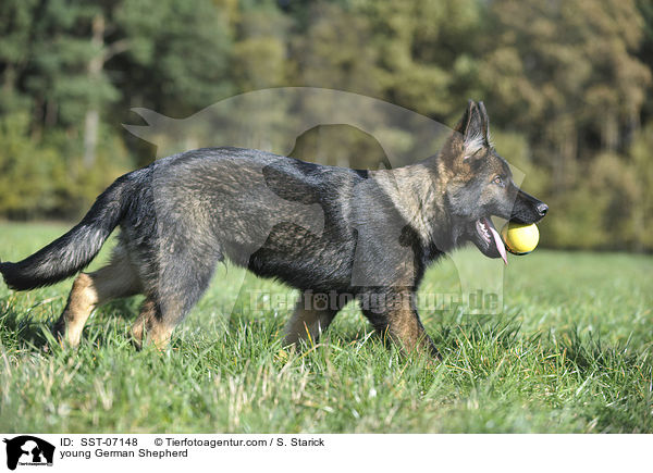 young German Shepherd / SST-07148