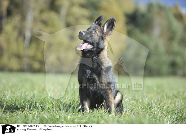 young German Shepherd / SST-07149