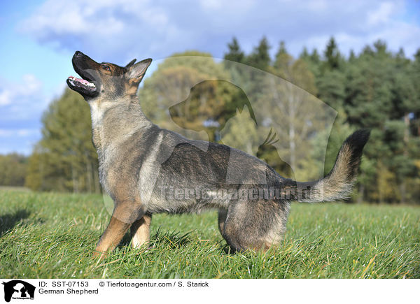 German Shepherd / SST-07153