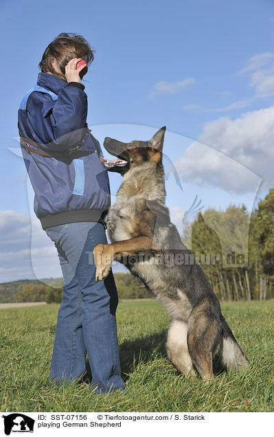 playing German Shepherd / SST-07156