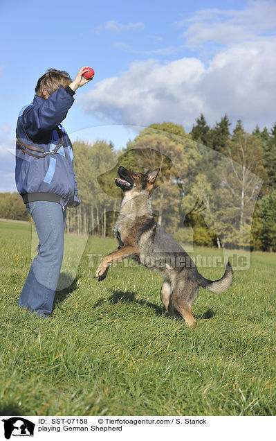 playing German Shepherd / SST-07158