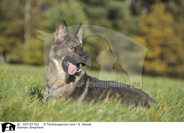 German Shepherd / SST-07162