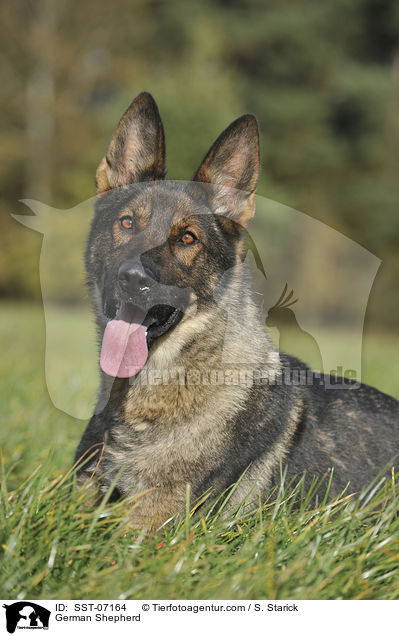 German Shepherd / SST-07164