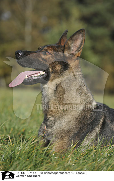 German Shepherd / SST-07165