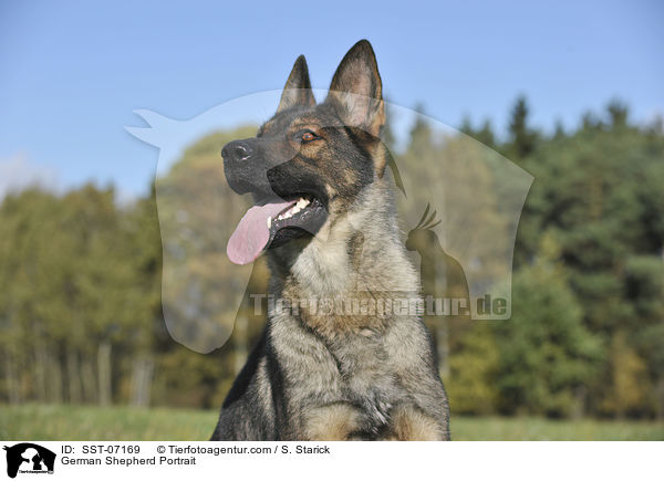 German Shepherd Portrait / SST-07169
