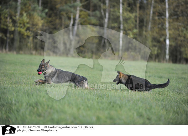 playing German Shepherds / SST-07170