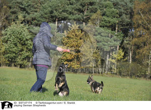 playing German Shepherds / SST-07174