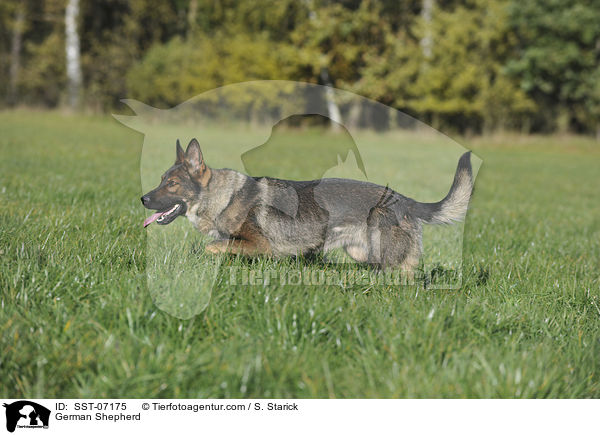 German Shepherd / SST-07175