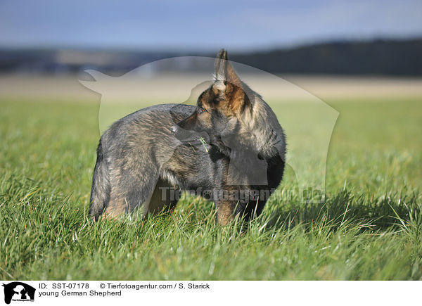 young German Shepherd / SST-07178