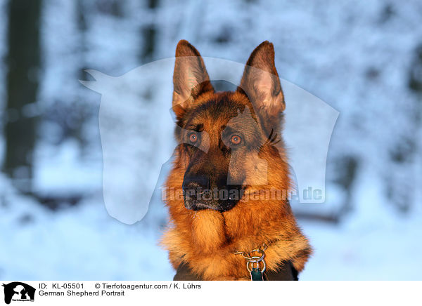 German Shepherd Portrait / KL-05501