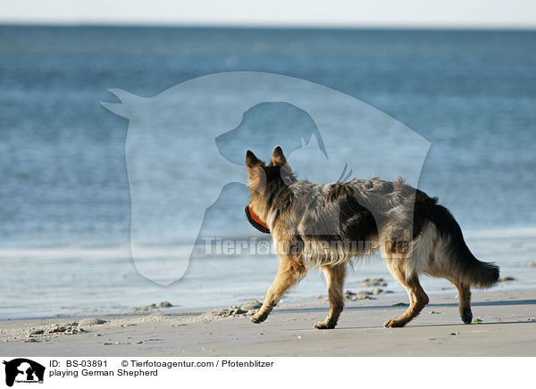 playing German Shepherd / BS-03891
