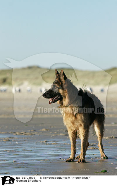German Shepherd / BS-03893