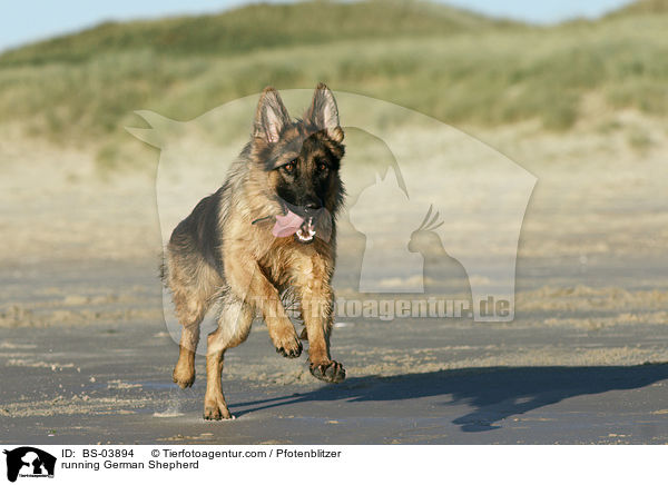 running German Shepherd / BS-03894