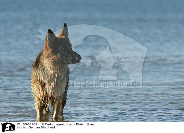 bathing German Shepherd / BS-03905