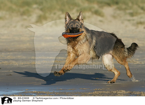 playing German Shepherd / BS-03906