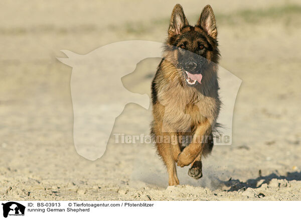 running German Shepherd / BS-03913