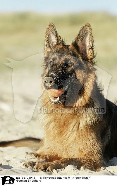 German Shepherd / BS-03915