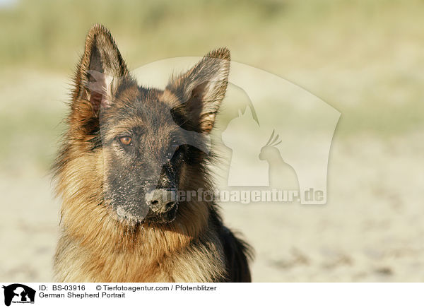 German Shepherd Portrait / BS-03916