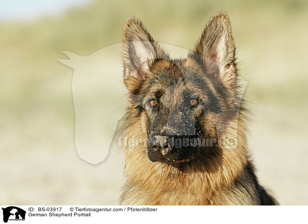German Shepherd Portrait / BS-03917