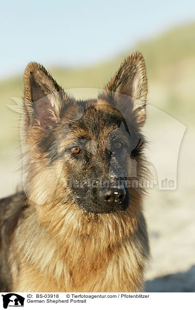 German Shepherd Portrait / BS-03918
